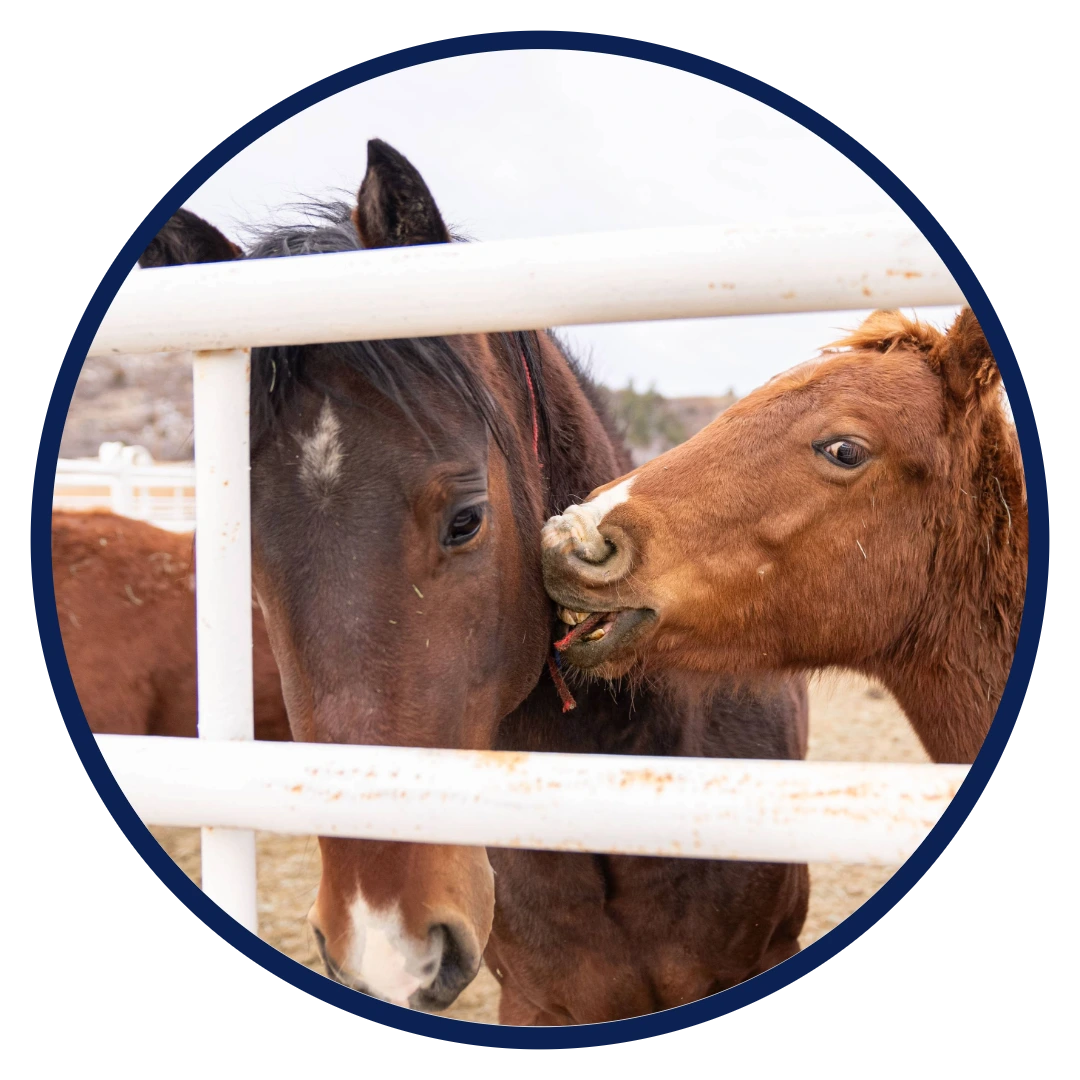 Humane Colorado - Leslie A. Malone Center