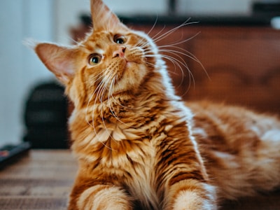 Toni's Kitty Rescue