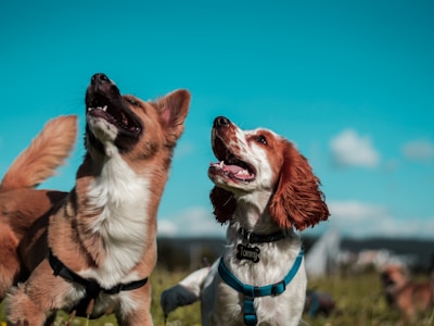 Second Chance Rescue